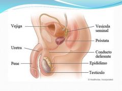 Prostata es una glandula que segrega un liquido llamado liquido seminal