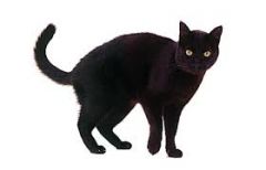 A violent change. 


 


The myth is that a black cat means cataclysm is coming your way.


 


 