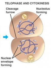 

1) Desispiralização ou Descondensação dos Cromossomos 2) Reaparecimento:-> Carioteca-> Nucléolo

3) Citocinese