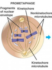 1) 

Fragmentação Final:-> Carioteca-> Nucléolo2) Cromossomos cada vez mais condensados3) Ligação das fibras do fuso ao Cinetócoro