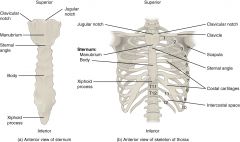 12 ribs anchored posteriorly to the thoracic vertebrae. 
Sternum anchors anterior thoracic cage.