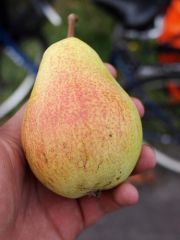 pear


 


 