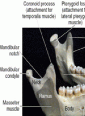 -coronoid porcess
-mandibular condyle
-Mandibular notch