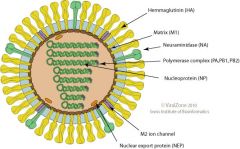 Orthomyxoviridae are all segmented -ssRNA viruses that are enveloped. Their nucleocapsids are helical. HA and NA are surface antigens that are used to organize them into specific categories.