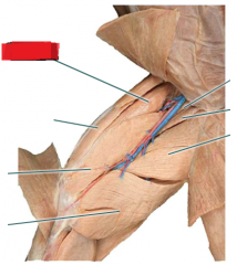 movement: extends the leg at the knee joint