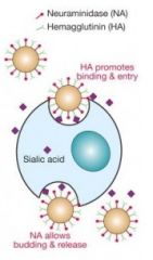 HA = hemagglutinin (glycoprotein), it binds to sialic acid in order to enter the host cell

HA cleavage into HA1 + HA2 is essential for infectivity!