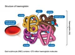 Each haemoglobin molecule is made up of 4 polypeptides, called globins, which each bind one heme (haem) molecule