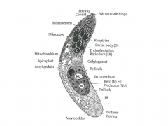 Intracellulære parasitter

Danner modstandsdygtige sporer under spredningsstadiet (parasitære vakuoler i værten dannes af apikalt kompleks)

Cytoskelet veludviklet --> glidende bevægelse
(men ingen flageller/cilier, så begrænset egenbevægel...
