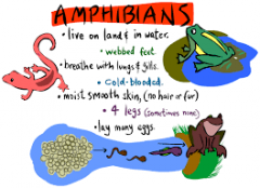 Amphibian Facts
