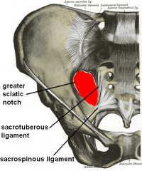 FORAMEN ISCHIADICUMMAJUS(Greater sciatic foramen)