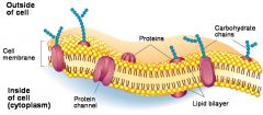 -Main component of the cell membrane


-Hydrophilic head and hydrophobic tails form cell membrane