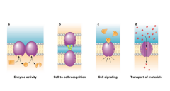 -Embedded in phospholipid layer


-For transport, cell recognition, cell signaling and enzymes


 