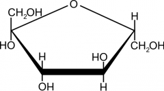 

What is this molecule? And what family is it part of?