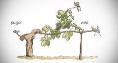 vara y pulgar

in which growers prune alternate spurs each year: one year’s vara (stick) will be pruned back after harvest to become the following year’s pulgar (thumb).