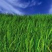We see the color of the light that is reflected off of an object. When we look at green grass, the green in the color spectrum is reflected by the green grass, showing its color as green.