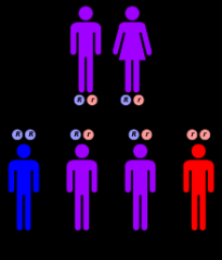 pedigree chart AR
% of offspring