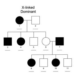 pedigree chart X-Linked dominate
% of offspring mom