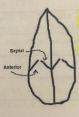 - anterior 
- septal *(also called medial)* 
- posterior (you can see when angling medially and inferiorly