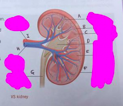 Label the structure of the kidney: