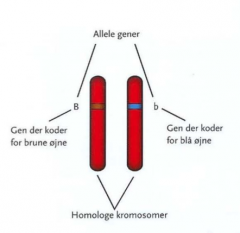 Billedet viser kromosomparret hvor de allele gener for øjenfarven sidder på. Personen er heterozygote fordi genotypen er blå og brun. Brun dominerer over det blå så derfor vil fænotypen være brune øjne.
