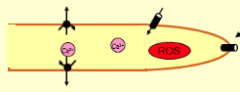 ROS aktiviert Ca2+ Kanäle
--> Mechanischer Reiz lässt Ca2+ Kanäle verstummen
--> Spontane Ca2+ Einströme entwickeln sich an anderer Stelle der Wurzelhaarspitze
--> Ca2+ ATPasen pumpen CA wieder aus der Zelle 
-> Ca2+ Gradient entsteht