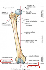 * Angled from the vertical
* Contains:
1. Condyles (med & lat.) - articulate with TIBIA  
2. Patella surface - articulate with PATELA (fibula) 
