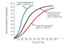 When the temperature rises, more oxygen is released; the oxygen–haemoglobin saturation curve shifts to the right 2,3-bisphosphoglycerate (B