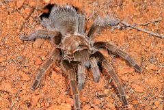 hairy mygalomorphs, true tarantulas