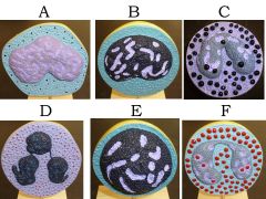 Which letter(s) Represent Leukocytes that are Agranulocytic?