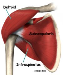 Nerve: Axillary
Roots: C5-C6
Trunk: Upper Trunk
Cord: Posterior Cord
Action: Shoulder abduction
Test: Have the patient abduct the shoulder. For the first 10-15 degrees, the supraspinatus is the principal abductor of the shoulder. Beyond 30 degrees...