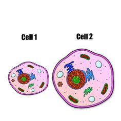Which cell has the greater SA:V ratio? (C1.2)