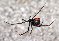 cobweb/house spiders