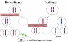 - Meiosis 2
- called isodisomy
- chromatids (two copies of original chromosome) don't separate properly