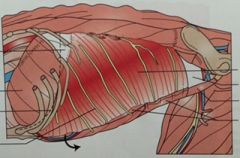 Origin: Last 4 to 5 ribs/transerve processes of lumbar vertebrae
Insertion: Linea alba
Action: Flexes vertebral column/abdominal press
Runs in dorsoventral direction.  Second-to-last layer of abdominal muscles.