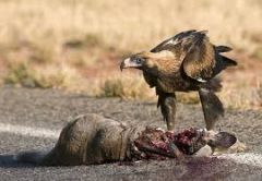 Definition: dead and rotting flesh
 
Sentence: Road kill is also called carrion.