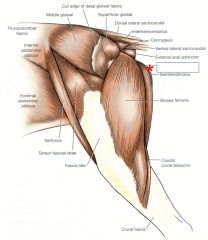 Origin: Lateral ilium
Insertion: Greater trochanter of femur
Action: Abducts limb/extends hip
Opposing Muscle: Quadriceps femoris