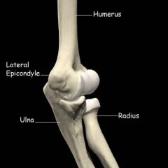 Eminence (projection of a part) superior to a condyle.