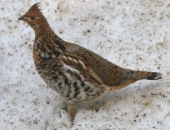 Class Aves
Subclass Galloanserae
-chicken like birds
-Ruffed Grouse