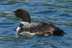 Class Aves
Subclass Neoaves
-loons
-Common Loon