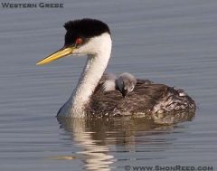 Class Aves
Subclass Neoaves
-Grebes
-Pied Billed Grebe
-like small loons, crested