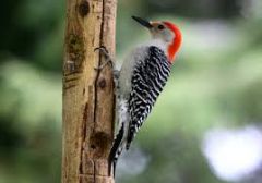 Class Aves
Subclass Neoaves
-Woodpeckers
-Pileated Woodpecker
-long beak, longs stiff tail