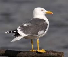 Class Aves
Subclass Neoaves
-Gulls, Terns, Alcids, Jaegers, Skimmers
