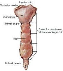 Indentation at the edge of a bone.
