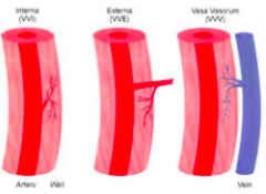 The vasa vasorum (Latin, "the vessels of the vessels") is a network of small blood vessels that supply the walls of large blood vessels, such as elastic arteries (aorta) and large veins (venae cavae).