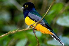 Class Aves
Subclass Neoaves
-Trogons
-heterodactyl, colourful, small bill, upright perching