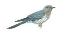Class Aves
Subclass Neoaves
-Cuckoos and relatives
-long tails, pointed bills
