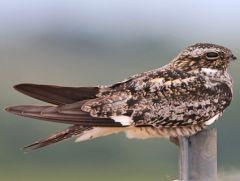 Class Aves
Subclass Neoaves
-Nighthawks
-Common Nighthawk
-mouth extends beyond mouth