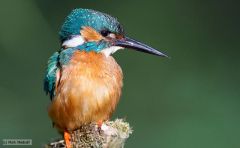 Class Aves
Subclass Neoaves
-Kingfishers
-crested, large head, small body
