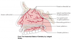 - From the lateral nasal branches of facial

- From the anterior and posterior ethmoidal branches of opthalmic

- From the lateral nasal branches of the sphenopalatine artery;