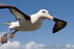 Class Aves
Subclass Neoaves
-Tube Nosed Swimmers, Albatross, Petrels
-long beaks and wings for soaring